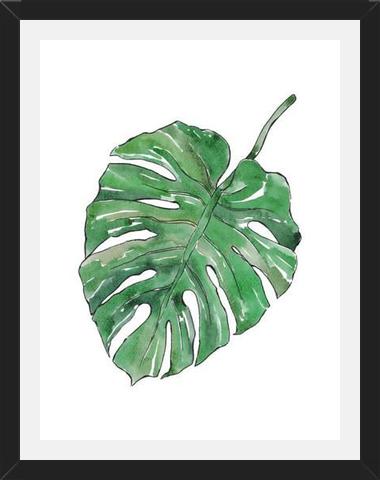Cuadro Monstera Deliciosa