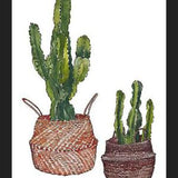 Cuadro Cactus