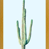 Cuadro Loner Cactus