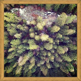 Cuadro Aerial Wilderness