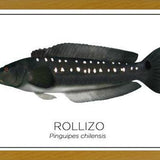 Cuadro Colección Especies de Peces Chilenos: Rollizo