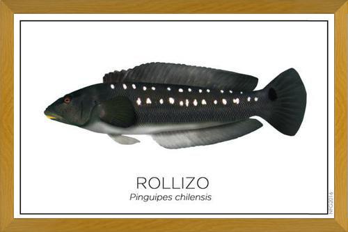 Cuadro Colección Especies de Peces Chilenos: Rollizo