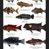 Cuadro Especies de Peces de Roca de Chile