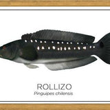 Cuadro Colección Especies de Peces Chilenos: Rollizo