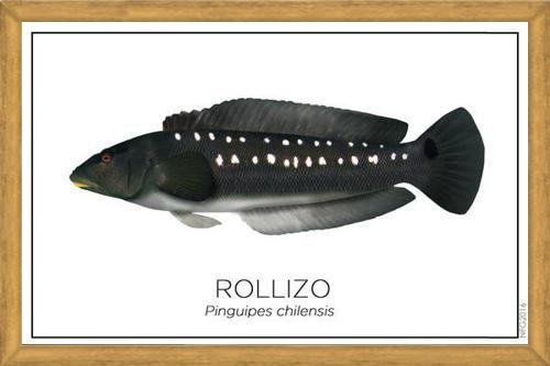 Cuadro Colección Especies de Peces Chilenos: Rollizo