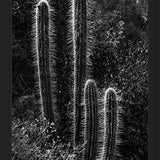 Cuadro Cactus Paisaje