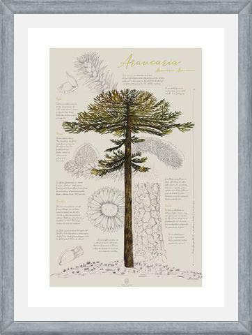 Cuadro Infografía Araucaria