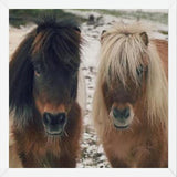 Cuadro Mini Horses in the Snow