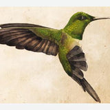 Cuadro Colibrí Verde Acuarela