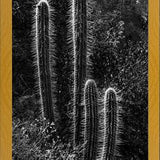 Cuadro Cactus Paisaje