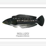 Cuadro Colección Especies de Peces Chilenos: Rollizo