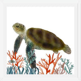 Cuadro Tortuga marina