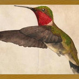 Cuadro Colibrí Rojo Acuarela