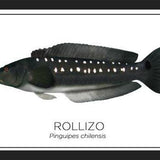 Cuadro Colección Especies de Peces Chilenos: Rollizo