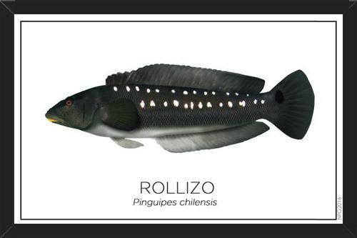 Cuadro Colección Especies de Peces Chilenos: Rollizo