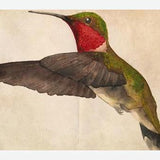 Cuadro Colibrí Rojo Acuarela