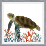 Cuadro Tortuga marina