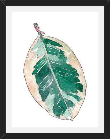 Cuadro Ficus Elastica