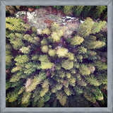 Cuadro Aerial Wilderness