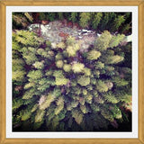 Cuadro Aerial Wilderness