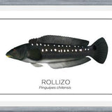 Cuadro Colección Especies de Peces Chilenos: Rollizo
