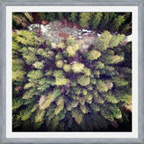 Cuadro Aerial Wilderness