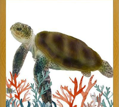Cuadro Tortuga marina