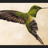 Cuadro Colibrí Verde Acuarela