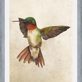 Enmarcado Colibrí Acuarela