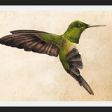 Cuadro Colibrí Verde Acuarela