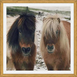 Cuadro Mini Horses in the Snow