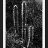 Cuadro Cactus Paisaje