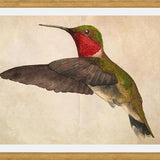 Cuadro Colibrí Rojo Acuarela