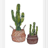 Cuadro Cactus