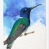 Enmarcado Colibrí azul