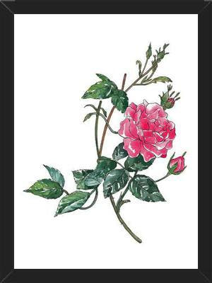 Cuadro Rosa II