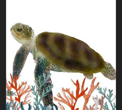 Cuadro Tortuga marina