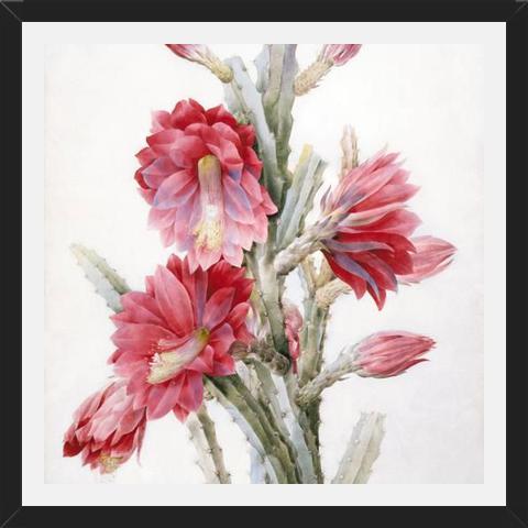 Cuadro Flor de Cactus 02