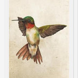 Enmarcado Colibrí Acuarela