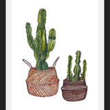 Cuadro Cactus