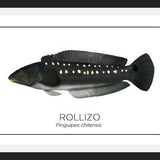 Cuadro Colección Especies de Peces Chilenos: Rollizo