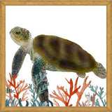 Cuadro Tortuga marina