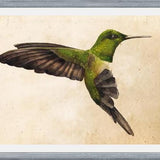 Cuadro Colibrí Verde Acuarela