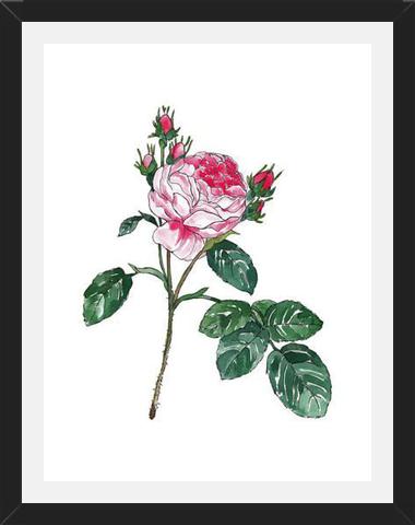 Cuadro Rosa I
