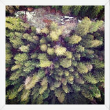 Cuadro Aerial Wilderness