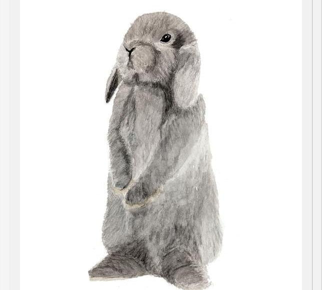 Cuadro conejito gris