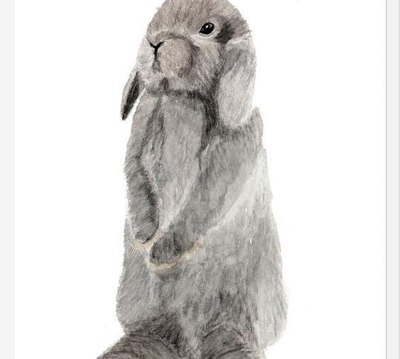 Cuadro conejito gris
