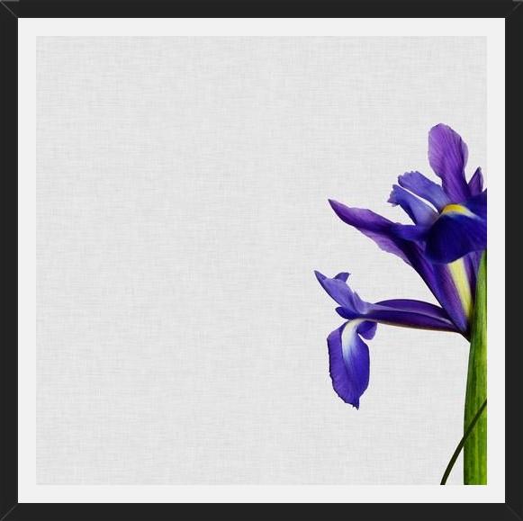 Cuadro Iris Still Life