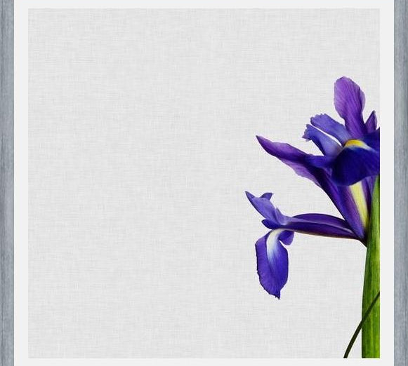 Cuadro Iris Still Life