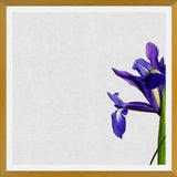 Cuadro Iris Still Life